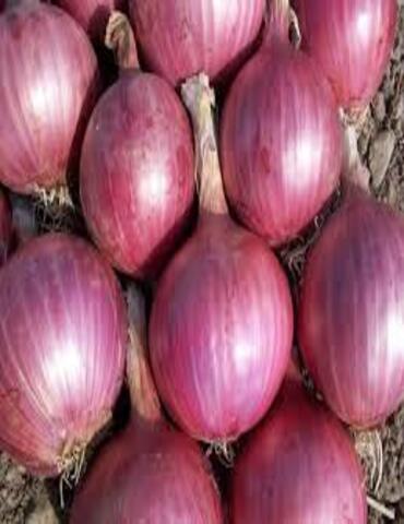 Dubai-Onion